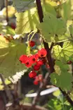 Ribes rubrum 'Punahilkka' FinE 3 L - Herukkapensaat - 100599 - 1