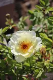 Rosa 'Aïcha' - Pensasruusut - 104229 - 1