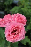 Rosa 'Queen Elizabeth' - Ryhmäruusut - 103879 - 2