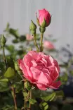 Rosa 'Queen Elizabeth' - Ryhmäruusut - 103879 - 1