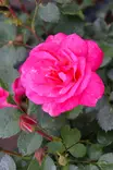 Rosa 'Sunrise Sunset' - Pensasruusut - 102609 - 1