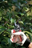 Sekatööri 17 cm - Muut tarvikkeet - 102339 - 2