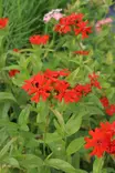 Silene (Lychnis) chalcedonica - Muut perennat - 101309 - 1