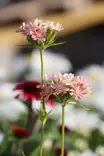 Silene (Lychnis) chalcedonica 'Carnea' - Muut perennat - 103909 - 1