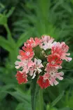 Silene (Lychnis) chalcedonica 'Carnea' - Muut perennat - 103909 - 2
