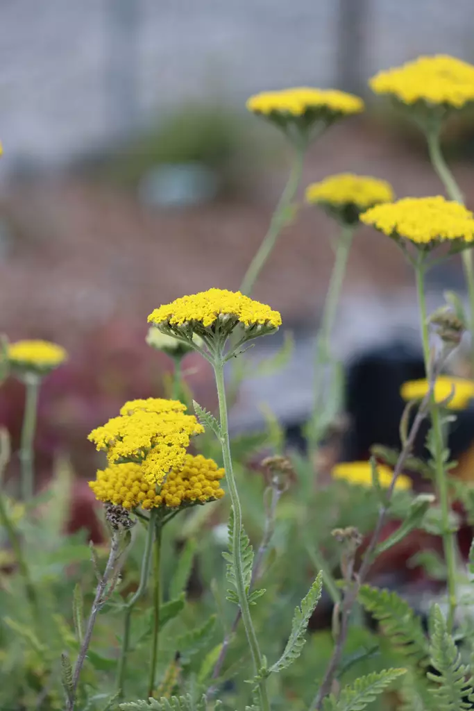Achillea filipendulina 'Coronation Gold' - Muut perennat - 104409 - 1