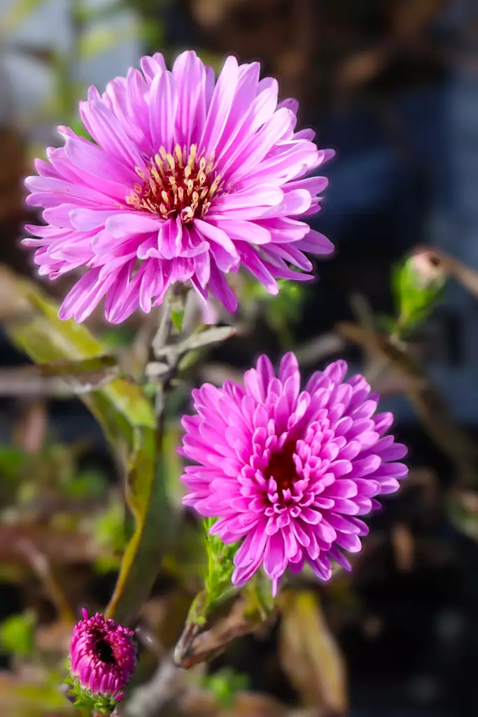 Aster novi-belgii 'Patricia Ballard' - Muut perennat - 104469 - 1