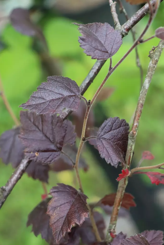 Betula pubescens f. rubra - Muut puut - 102969 - 1