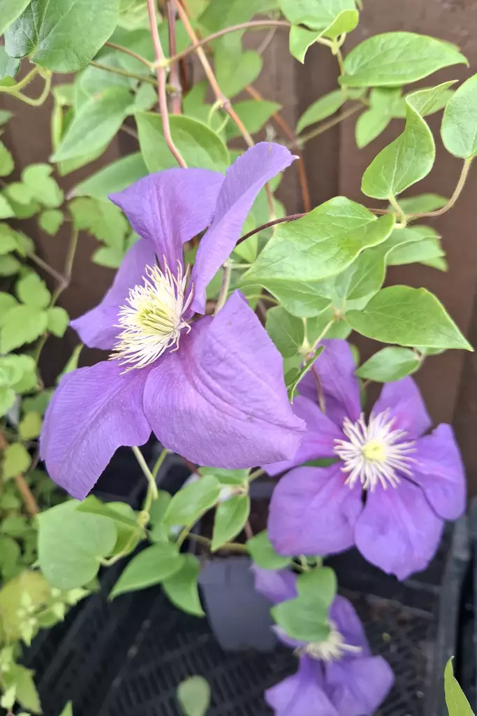 Clematis 'General Sikorski' - Kärhöt - 104619 - 1