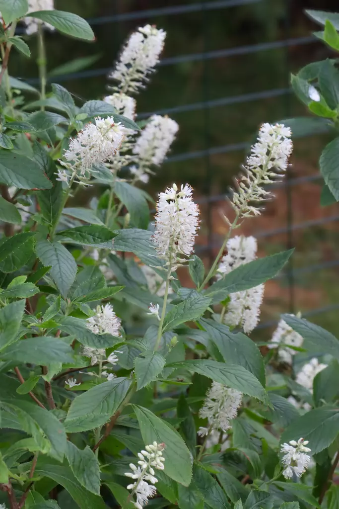 Clethra alnifolia 'Hummingbird' - Muut koristepensaat - 100029 - 1