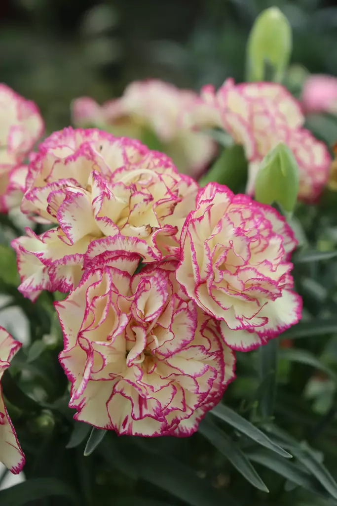 Dianthus caryophyllus - Muut kesäkukat - 101589 - 1