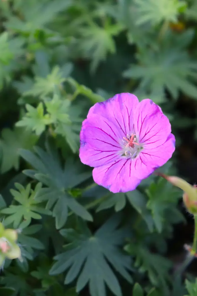 Geranium sanguineum 'Vision' - Kurjenpolvet - 101409 - 1