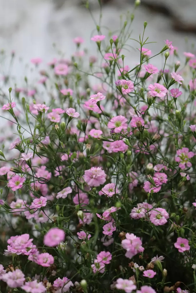 Gypsophila muralis - Muut kesäkukat - 101599 - 1