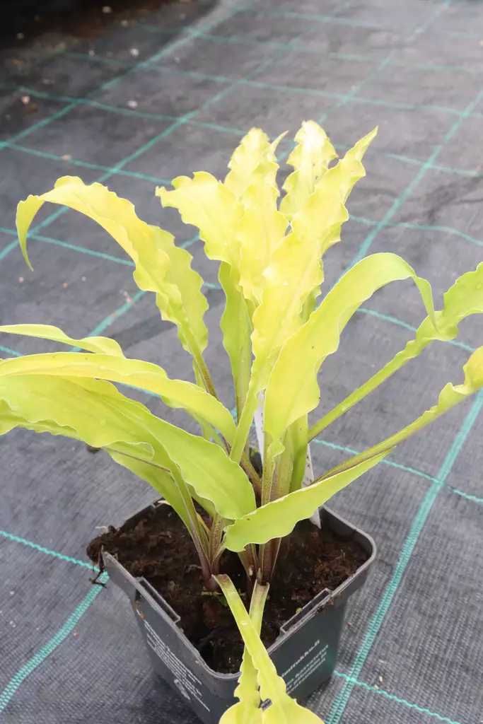 Hosta 'Curly Fries' - Kuunliljat - 104919 - 1