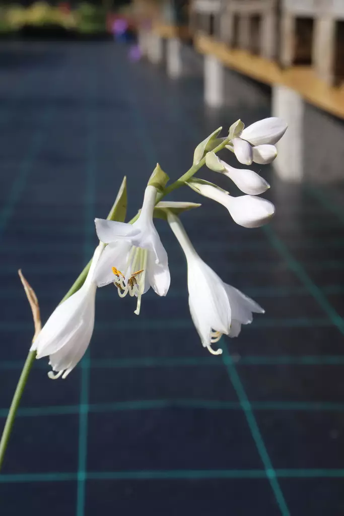 Hosta sieboldiana 'Elegans' - Kuunliljat - 101509 - 1