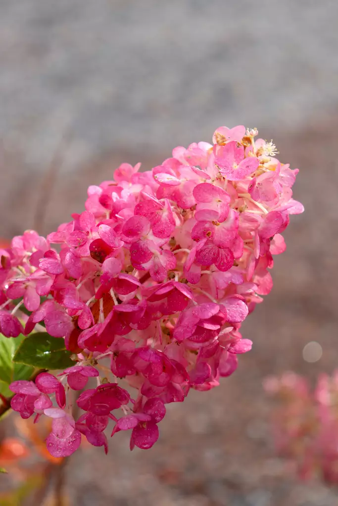 Hydrangea paniculata 'Rensun' - Hortensiat - 100089 - 1
