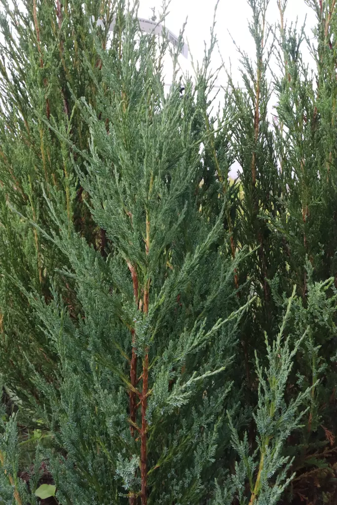 Juniperus virginiana 'Blue Arrow' - Katajat - 103389 - 1