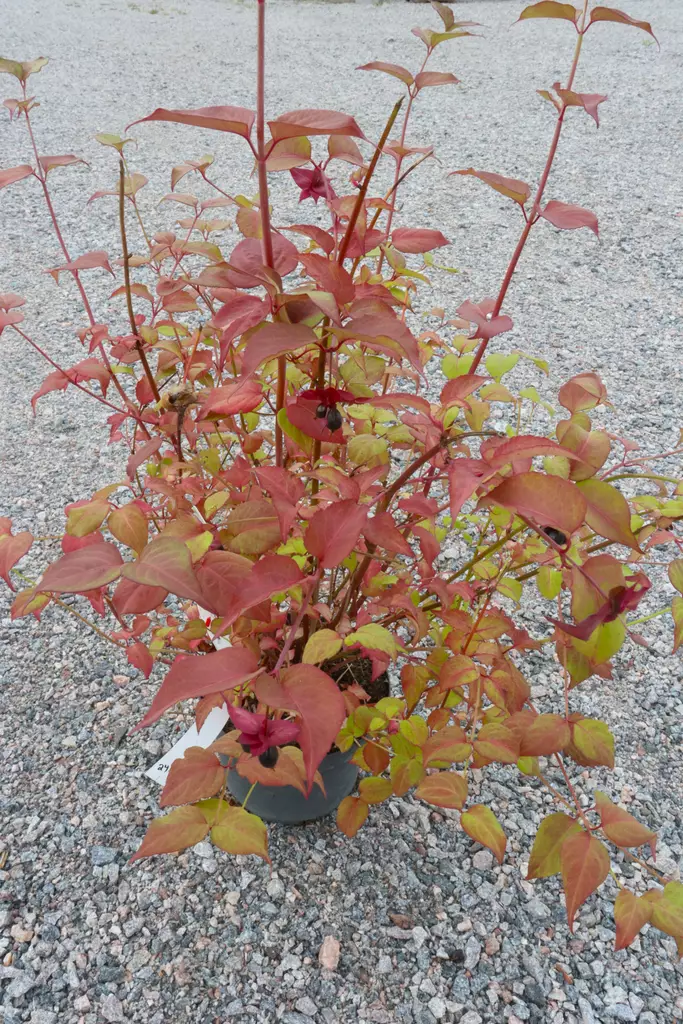 Leycesteria formosa 'Purple Rain' - Muut koristepensaat - 104709 - 1