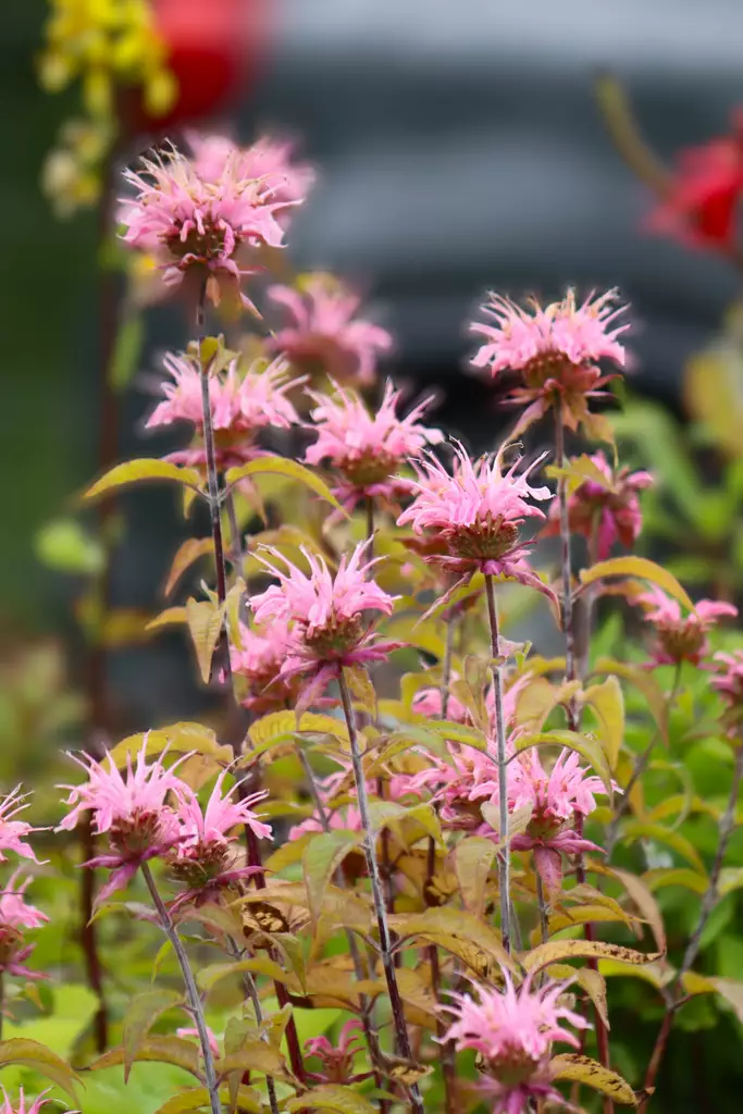 Monarda didyma 'Croftway Pink' - Muut perennat - 104949 - 1