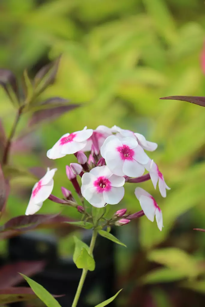 Phlox paniculata 'Mies Copijn' - Leimut - 101019 - 1