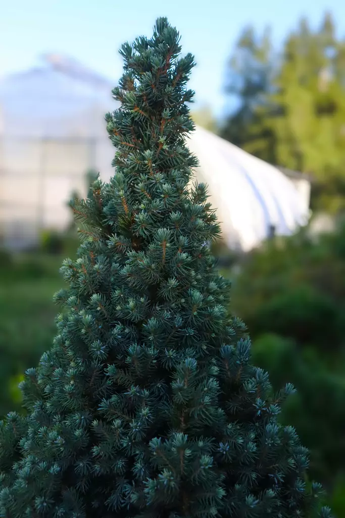 Picea glauca 'Sander's Blue' - Kuuset - 104239 - 1