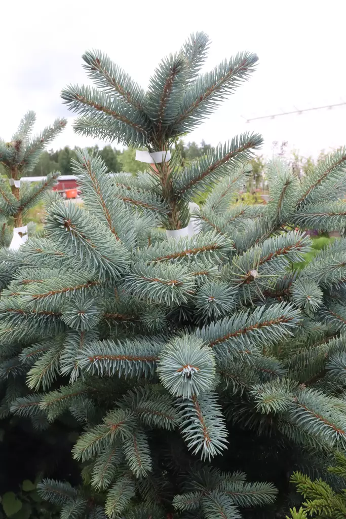 Picea pungens 'Baby Blue' - Kuuset - 100509 - 1