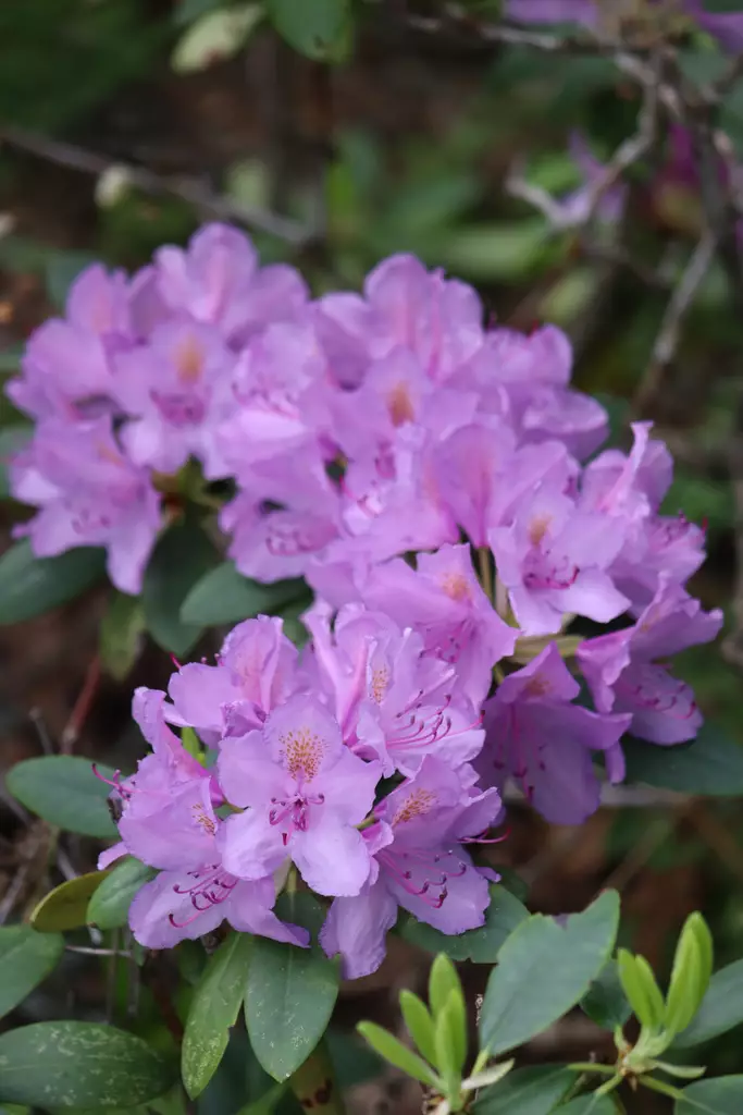 Rhododendron 'Grandiflora' - Alppiruusut - 104609 - 1