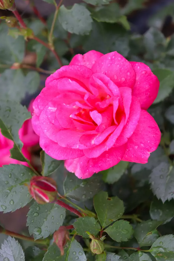 Rosa 'Sunrise Sunset' - Pensasruusut - 102609 - 1