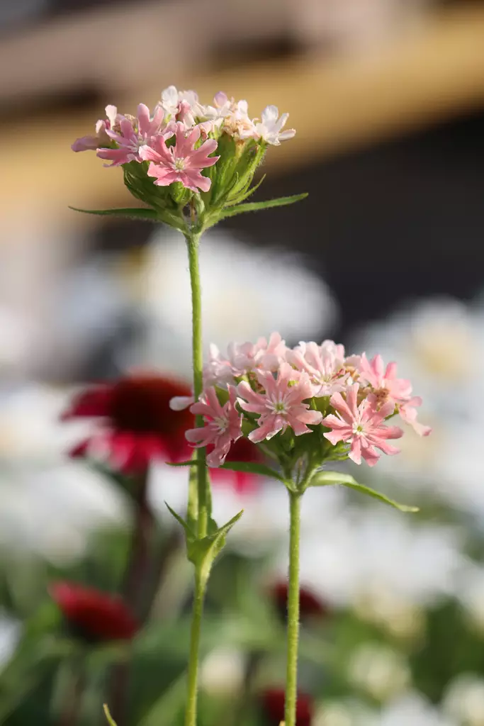 Silene (Lychnis) chalcedonica 'Carnea' - Muut perennat - 103909 - 1